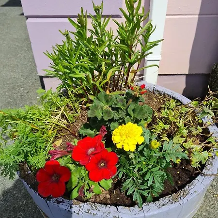 Arasain Bhalor * Falcarragh