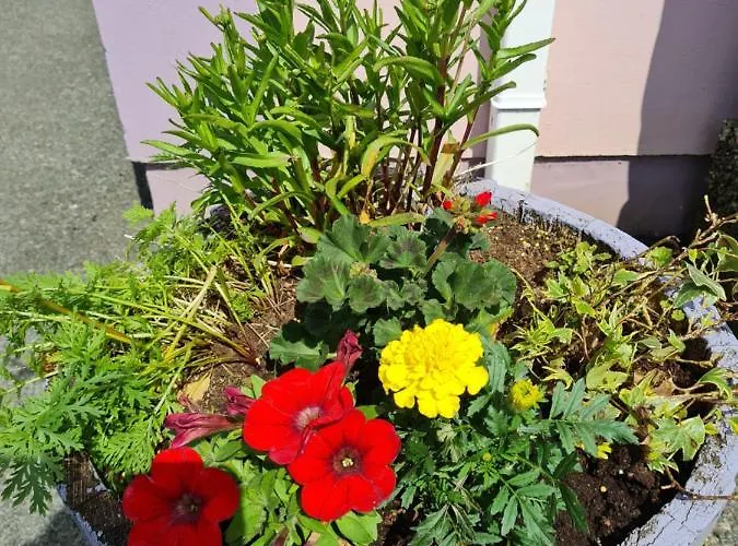 Arasain Bhalor * Falcarragh